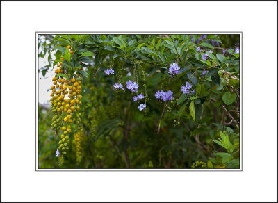 Purple Flowers,Yellow Fruit 