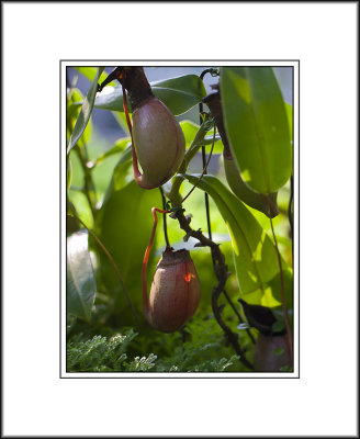 Nepenthes (豬籠草)