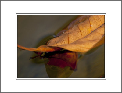 A Floating Leaf