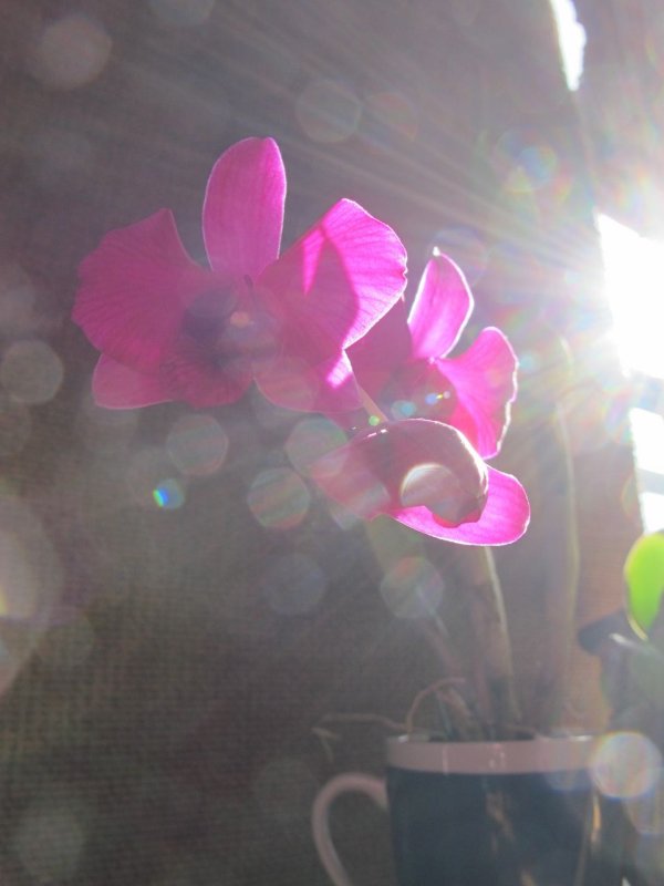 orchid