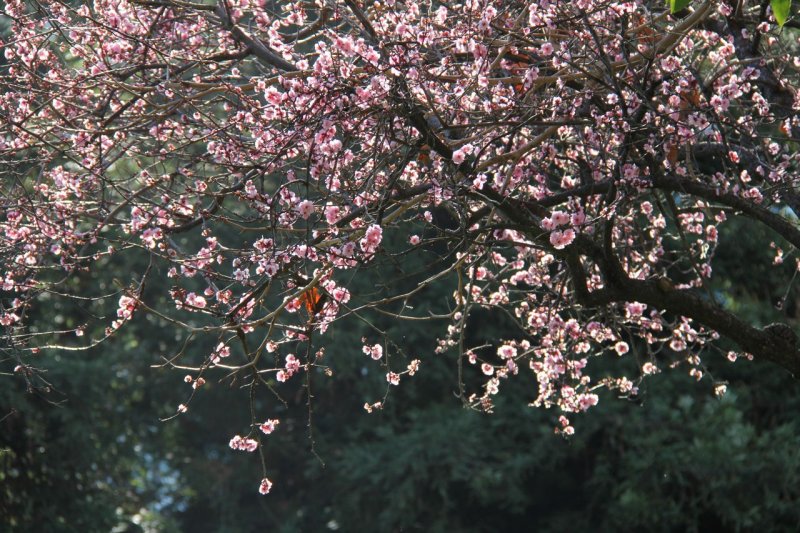 Cherry Blossoms