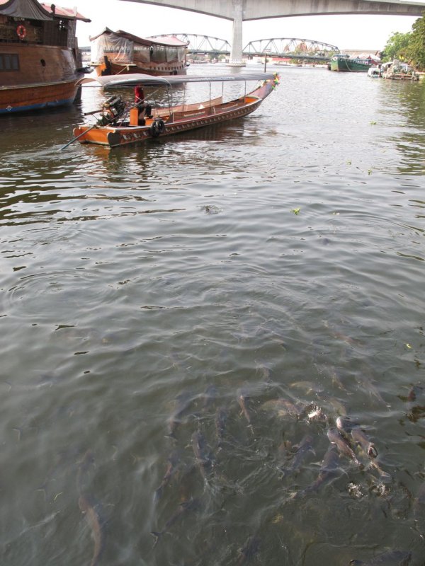 Hungry Fish in the Chao Phraya River