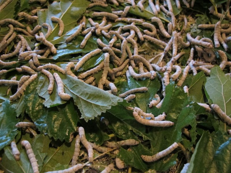 Jim Thompson House silk worms