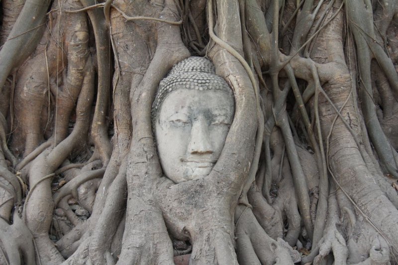 Buddha head overgrown by fig tree
