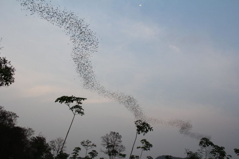Bats near Khao Yai National Park