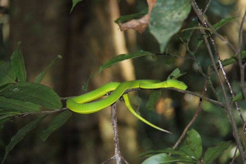 Khao Yai National Park Green Pit Viper