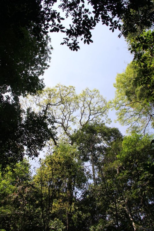 Looking up in Khao Yai National Park