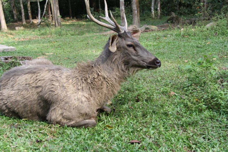 Khao Yai National Park Elk