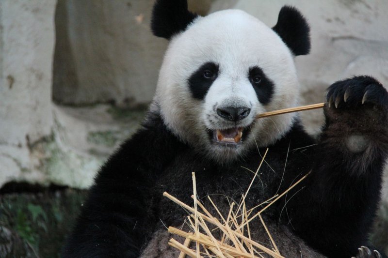 Panda Chuang Chuang eating lunch