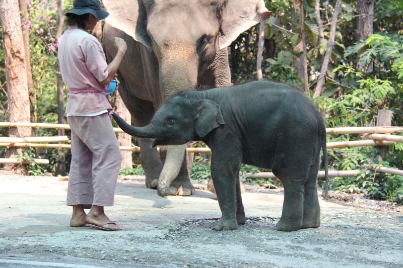 Chiang Mai Zoo baby elephant