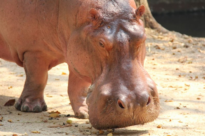 Chiang Mai Zoo hippo