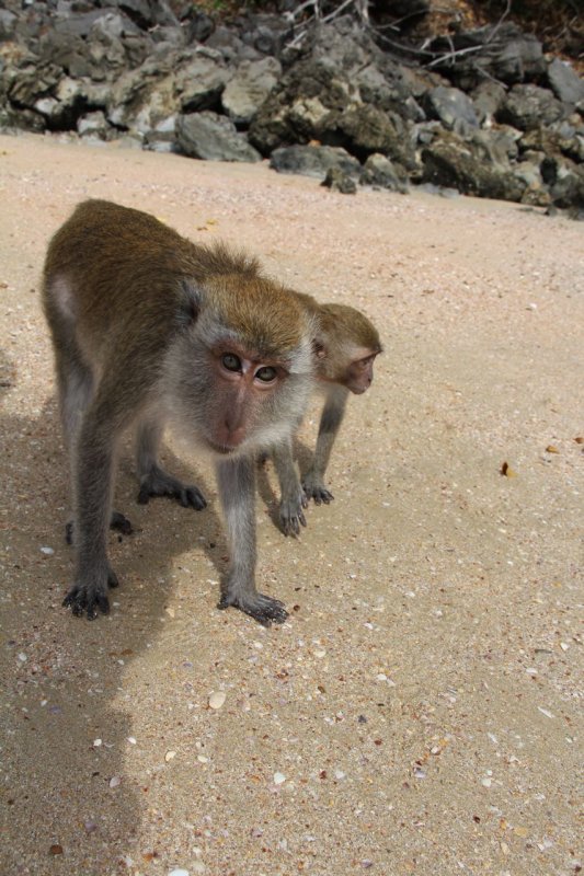 Ao Nang Fetid Khlong Monkeys