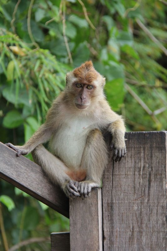 Fetid Khlong Monkey
