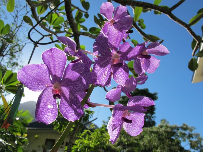 Golden Beach Resort orchids
