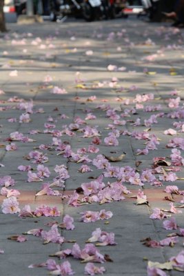 Flowers on the streets of Chiang Mai