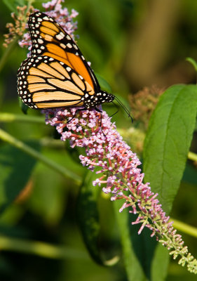 Monarch Butterfly II