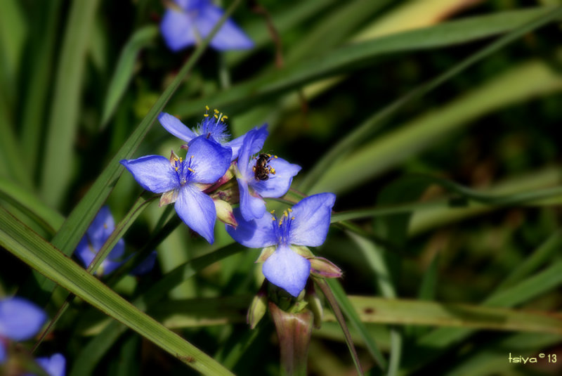 BUGS AND FLOWERS