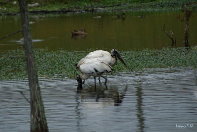 Wood Stork, Mycteria americana