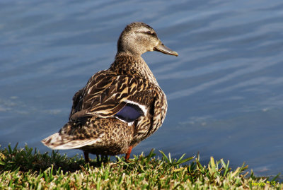 MALLARD, Anas Platyrhynchos, female