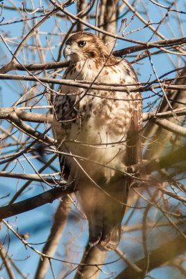 Red-tailed Hawk in my Backyard