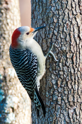 Red-bellied Woodpecker