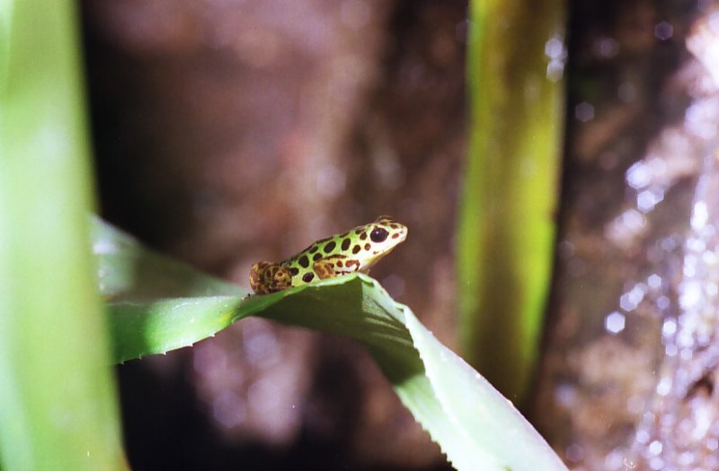 Tiny Frog