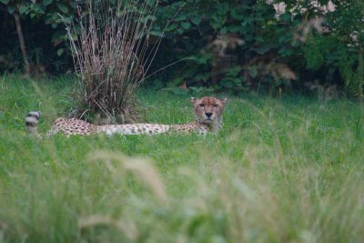 Relaxing Cheetah