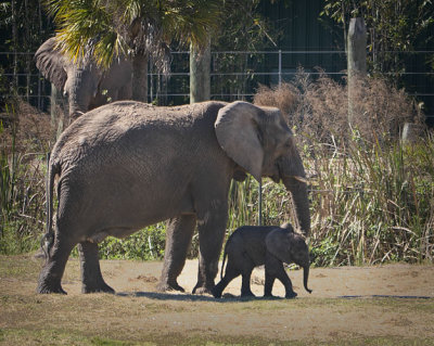 Mom n Baby Elephant