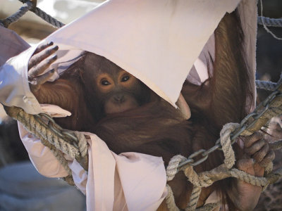 Young Orangutan in Blanket