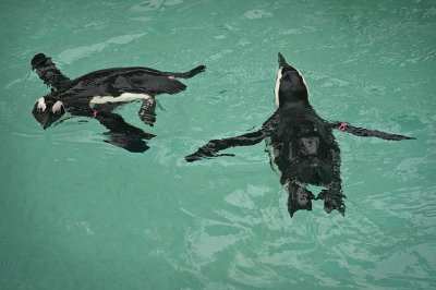 African Penguins Swimming