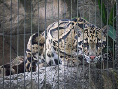 Clouded Snow Leopard