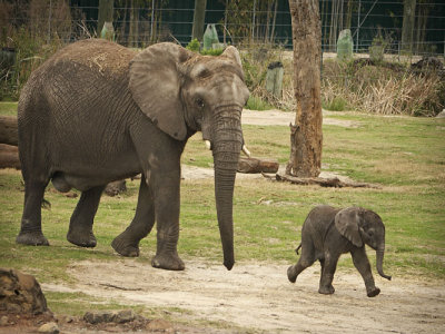 Mom n Baby Elephant Walking