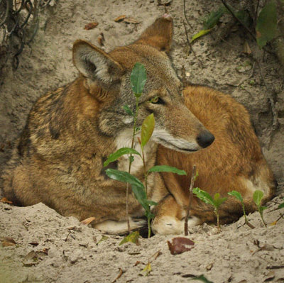 Red Wolf Resting