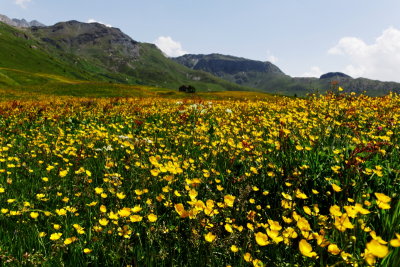 Wildflowers