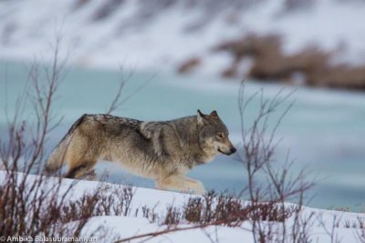 A lone wolf lopes along in Lamar Valley