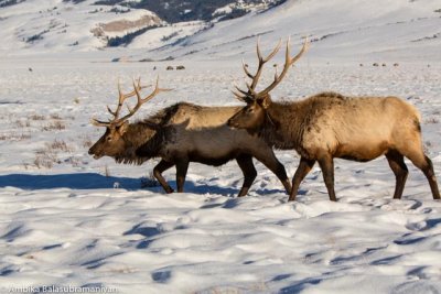 Elks bask in late evening warmth