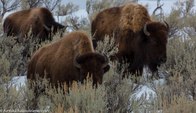 Coming Thru - Bison in Wyoming Sagebrush