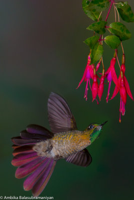 Tyrian Metal Tail Humming Bird @ Guango Lodge, Ecuador