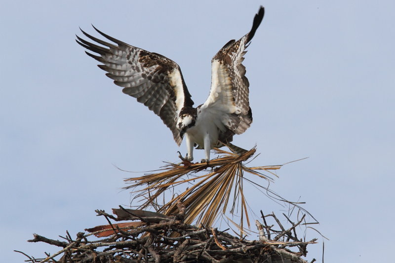Osprey Building Nest