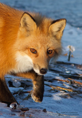 Red fox, Renard roux (Vulpes vulpes)