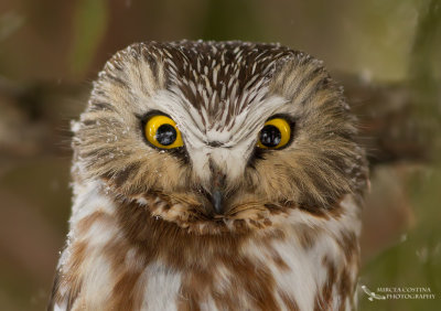 Northern Saw-whet Owl, Petite Nyctale (Aegolius acadicus)