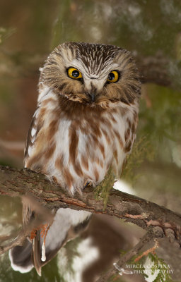 Northern Saw-whet Owl, Petite Nyctale (Aegolius acadicus)