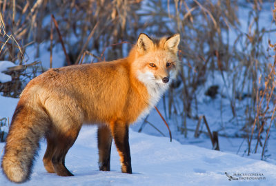 Red fox, Renard roux (Vulpes vulpes)