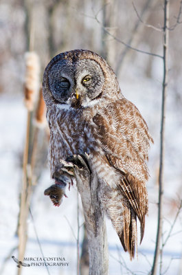 Great Gray Owl with Vole,  Chouette lapone avec campagnol