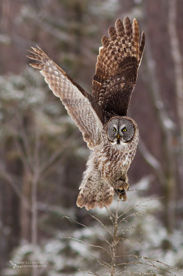 Great Grey Owl, Chouette lapone (Strix nebulosa)