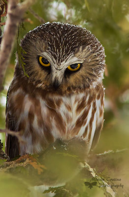 Northern Saw-whet Owl, Petite Nyctale (Aegolius acadicus)
