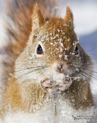 North American red squirrel (Tamiasciurus hudsonicus)