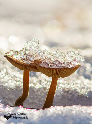 Winter mushrooms