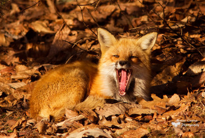 Red fox, Renard roux (Vulpes vulpes)