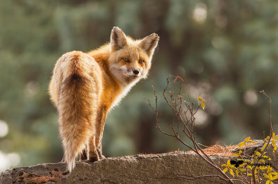 Red fox, Renard roux (Vulpes vulpes)